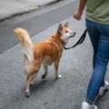 Dog Walking Services In Ghaziabad