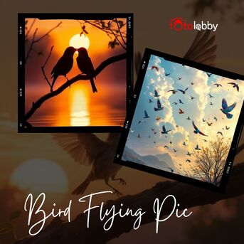 Gurgaon, Photography, Bird Flying Pic