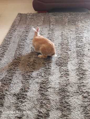 Adliya, Pet Supplies, BUNBUN -Friendly Rabbit Looking For A Loving Home For Adoption