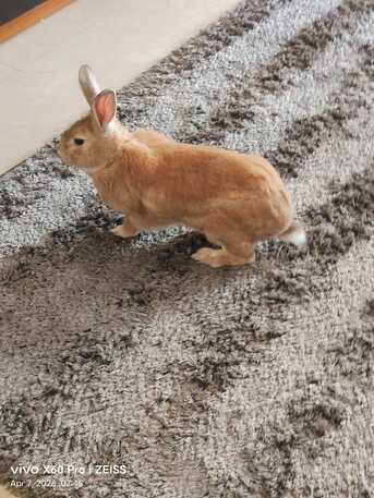 Adliya, Pet Supplies, BUNBUN -Friendly Rabbit Looking For A Loving Home For Adoption