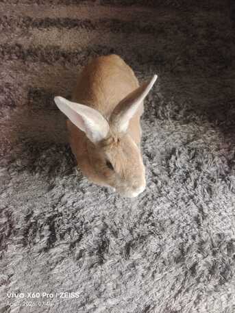 Adliya, Pet Supplies, BUNBUN -Friendly Rabbit Looking For A Loving Home For Adoption