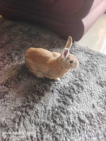 Adliya, Pet Supplies, BUNBUN -Friendly Rabbit Looking For A Loving Home For Adoption