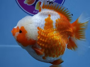 Austin, Pet Supplies, High Quality Fancy Goldfish