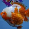 High Quality Fancy Goldfish