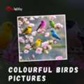 Colourful Birds Pictures