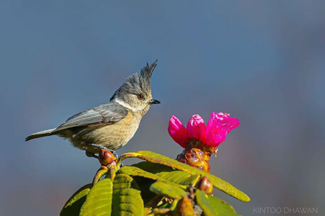 Noida, Travel, Bird Watching In Bhutan | Bhutan Bird Watching Tour