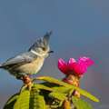 Bird Watching In Bhutan | Bhutan Bird Watching Tour