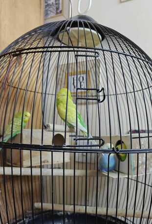 Hara, Pet Supplies, SAR 300,  Love Birds