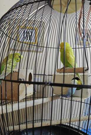 Hara, Pet Supplies, SAR 300,  Love Birds