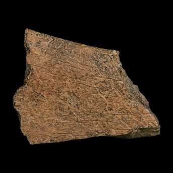 New York, Collectibles, Rare Triceratops Fossils Available For Dinosaur Collectors