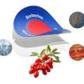 Purisaki Berberine Patches – Herbal Metabolism Support & Weight Management Patch