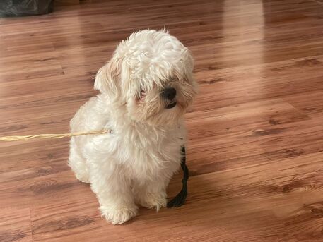 Riyadh, Pet Adoption, Female Maltipoo Puppy Looking For A Loving Home ❤️ - Free Adoption