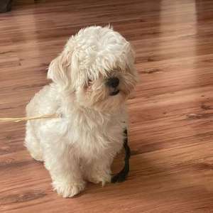 Female Maltipoo Puppy Looking For A Loving Home ❤️ - Free Adoption