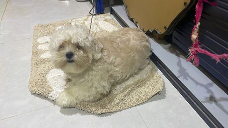 Riyadh, Pet Adoption, Female Maltipoo Puppy Looking For A Loving Home ❤️ - Free Adoption