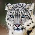 Book Spiti Valley Snow Leopard Tours In Himalayas