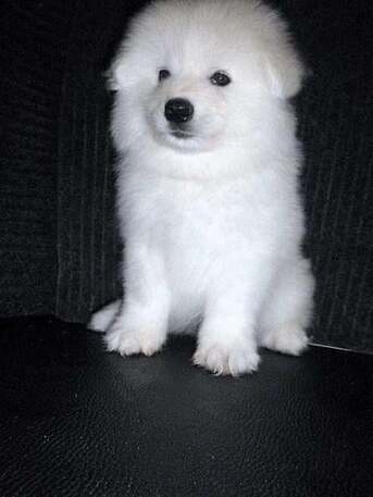 New York, Pet Supplies, Purebred Samoyed Joy With Beauty And Gentle Nature