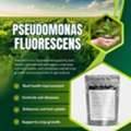 CAD 55,  Control Soil Borne Diseases With Pseudomonas Fluorescens &ndash; Buy Now