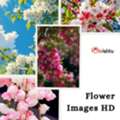 Flower Images HD