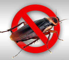 Thuqbah, Pest Control, ✅✅✅ COCKROACH PROBLEM KHOBAR SAME DAY✅ CALL 0570076842 ✅