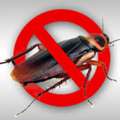 ✅✅✅ COCKROACH PROBLEM KHOBAR SAME DAY✅ CALL 0570076842 ✅