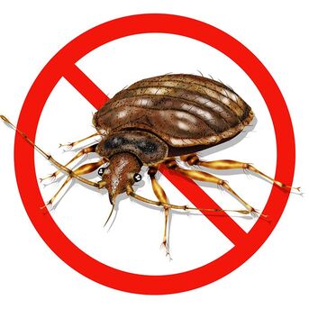 Al Khobar Al Shamalia, Pest Control, ✅✅✅ BED BUG PROBLEM KHOBAR URGENT ✅ CALL 0570076842 ✅