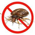 ✅✅✅ BED BUG PROBLEM KHOBAR URGENT ✅ CALL 0570076842 ✅