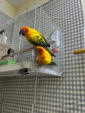 Riyadh, Pet Supplies, SAR 2400,  Beautiful Sun Conure Breeding Pair For Sale