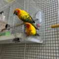 SAR 2400,  Beautiful Sun Conure Breeding Pair For Sale