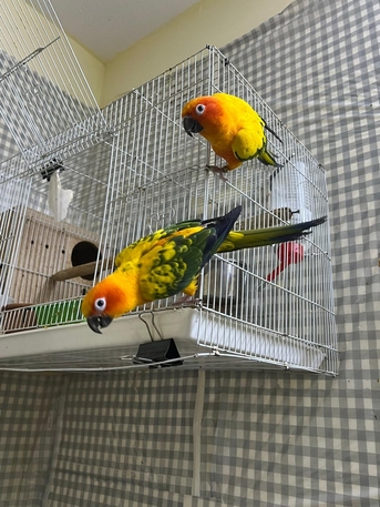 Riyadh, Pet Supplies, SAR 2400,  Beautiful Sun Conure Breeding Pair For Sale