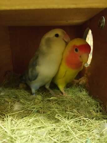 Al Huwaylat, Pet Supplies, SAR 370,  Rosy Face Lovebirds