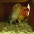 SAR 370,  Rosy Face Lovebirds