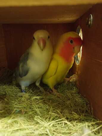 Al Huwaylat, Pet Supplies, SAR 370,  Rosy Face Lovebirds