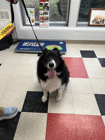 New York, Business, Companion Care Veterinary Hospital | Veterinarian | Veterinary Clinic Farmington Hills, MI