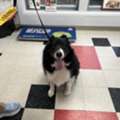 Companion Care Veterinary Hospital | Veterinarian | Veterinary Clinic Farmington Hills, MI
