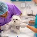 Pet Vaccinations And Parasite Prevention For Lifelong Protection