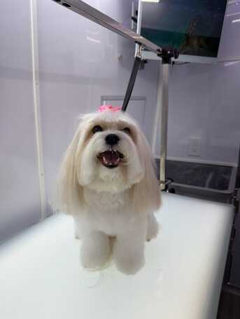 New York, Business, Mobile Dog Grooming