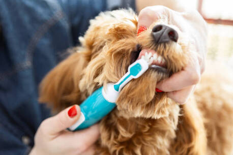 New York, Business, Kelev K9 | Dog Trainer | Dog Day Care Center Reseda, CA