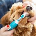Kelev K9 | Dog Trainer | Dog Day Care Center Reseda, CA