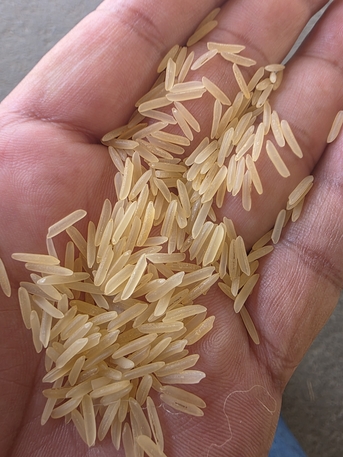 Jeddah, Food, SAR 240,  1121 GOLDEN CREAMY STEAM RICE AVAILABLE FOR SALE