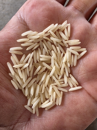 Jeddah, Food, SAR 240,  1121 GOLDEN CREAMY STEAM RICE AVAILABLE FOR SALE