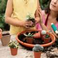 Home Gardening Tips For Beginners | Easy Guide To Start Gardening