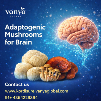 Mumbai, Health & Beauty Items, Adaptogenic Mushrooms For Brain Health Benefits
