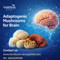 Adaptogenic Mushrooms For Brain Health Benefits