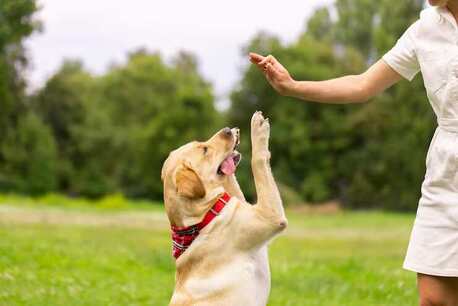 Ghaziabad, Pet Sitting, Dog Trainer In Ghaziabad