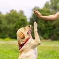 Dog Trainer In Ghaziabad
