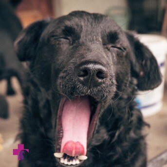 Dubai, Pet Sitting, Vets In The City - Veterinary Clinic Dubai