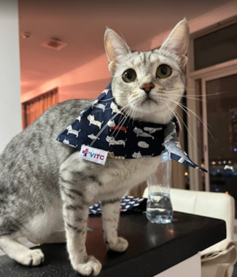 Dubai, Pet Sitting, Vets In The City - Veterinary Clinic Dubai