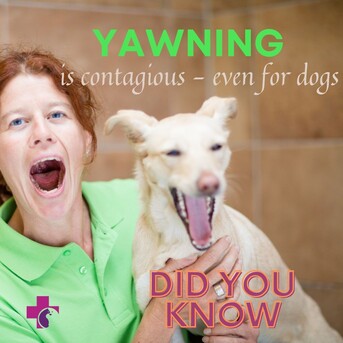 Dubai, Pet Sitting, Vets In The City - Veterinary Clinic Dubai