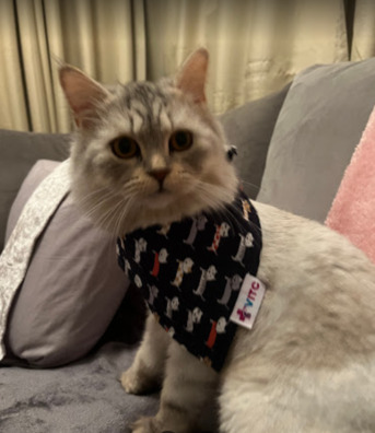 Dubai, Pet Sitting, Vets In The City - Veterinary Clinic Dubai