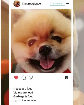 Dubai, Pet Sitting, Vets In The City - Veterinary Clinic Dubai